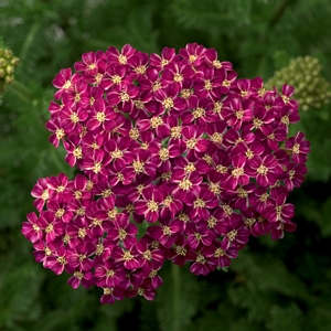 Achillea Desert Eve Rose